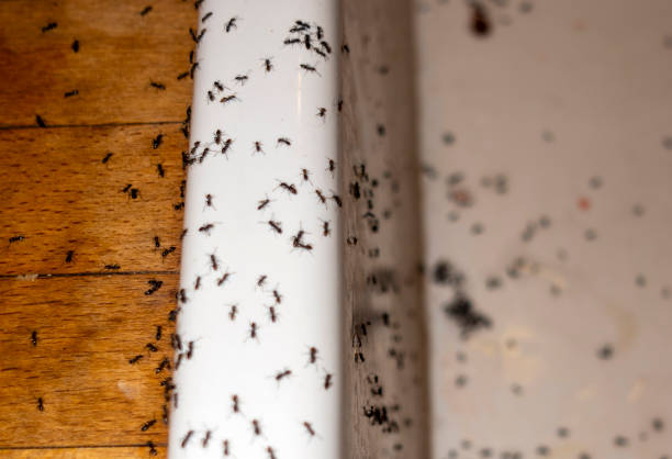 Best Best Pest Control Companies  in Hartford City, IN